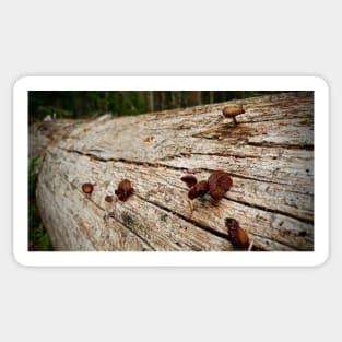 Little Mushrooms On Fallen Tree Sticker